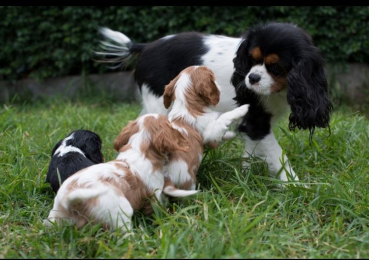 Ebroza Cavaliers (ANKC pedigree)