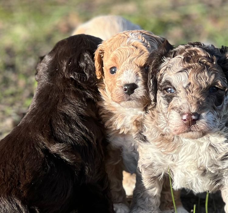 Muskkreek Companion Cavoodles