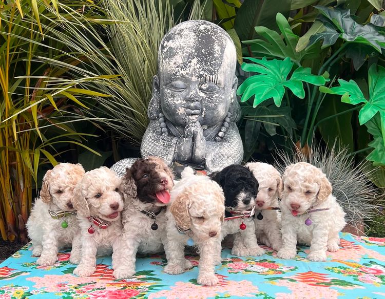 Muskkreek Companion Cavoodles