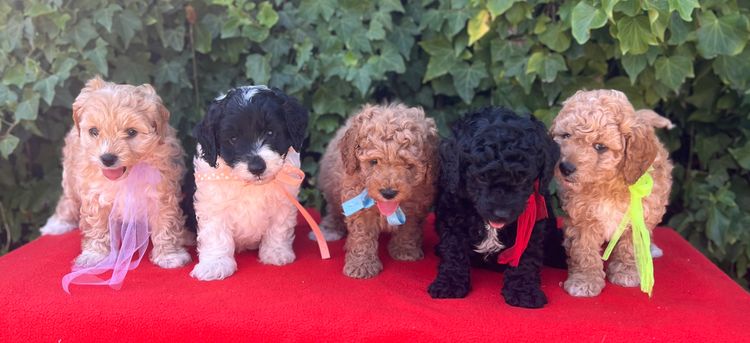 Muskkreek Companion Cavoodles