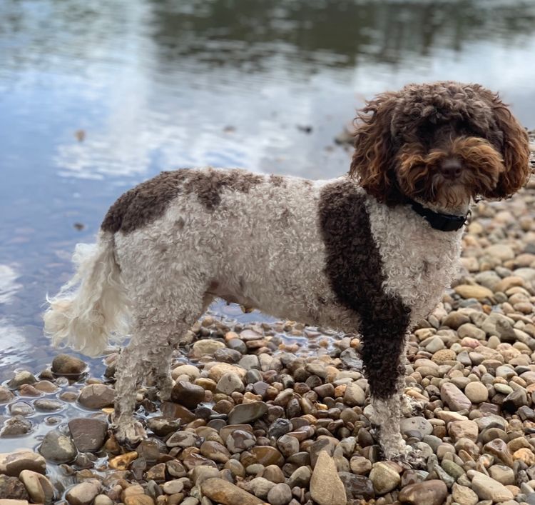 Muskkreek Companion Cavoodles