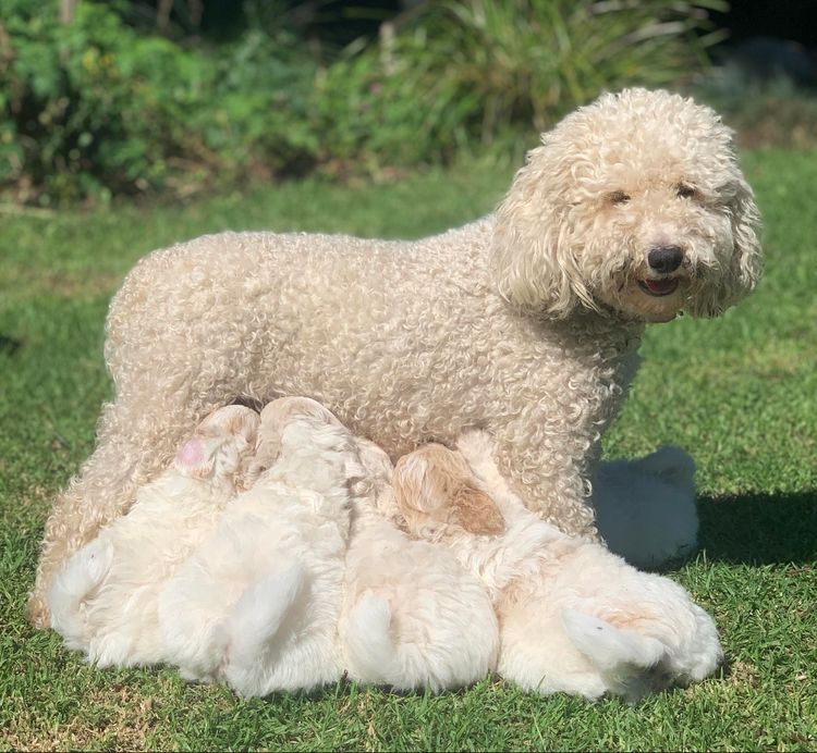 Muskkreek Companion Cavoodles