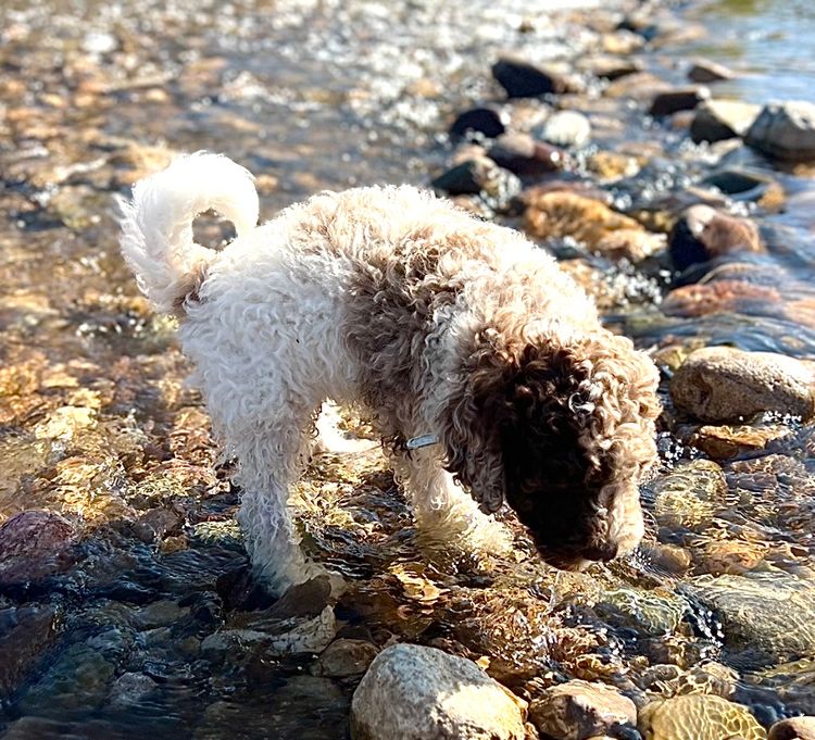 Muskkreek Companion Cavoodles