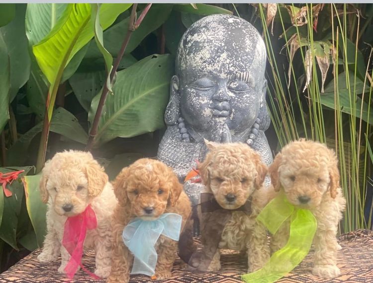 Muskkreek Companion Cavoodles