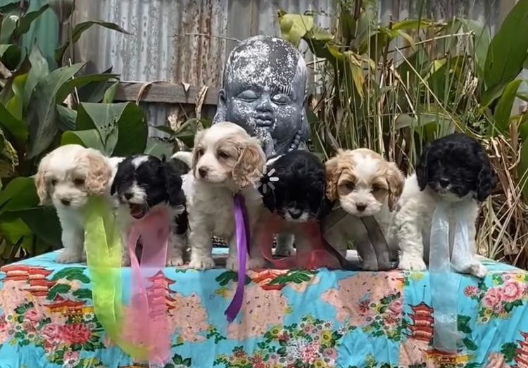 Muskkreek Companion Cavoodles