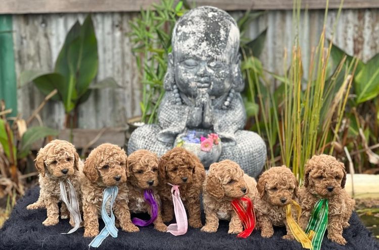 Muskkreek Companion Cavoodles