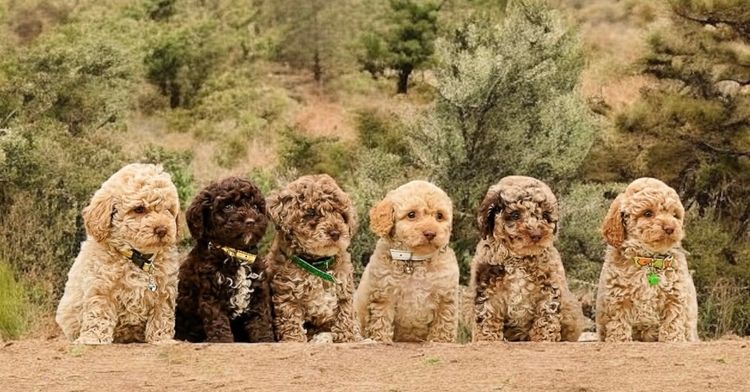 Muskkreek Companion Cavoodles