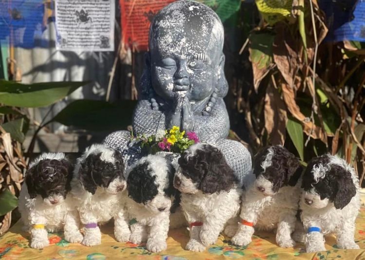 Muskkreek Companion Cavoodles