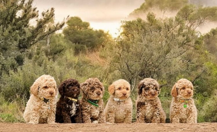 Muskkreek Companion Cavoodles