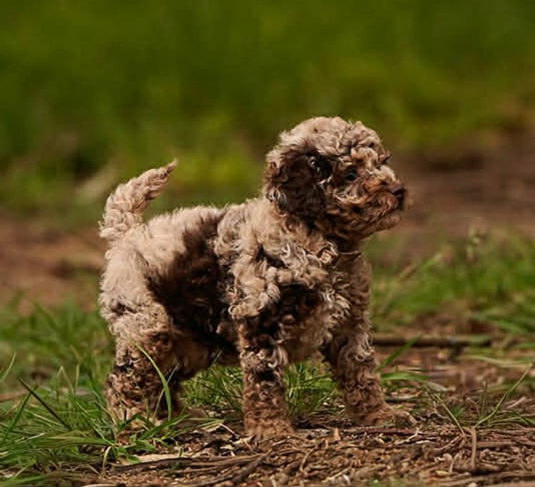 Muskkreek Companion Cavoodles