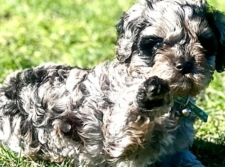 Muskkreek Companion Cavoodles