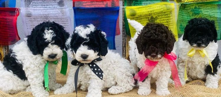 Muskkreek Companion Cavoodles
