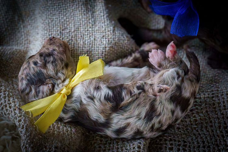 Muskkreek Companion Cavoodles