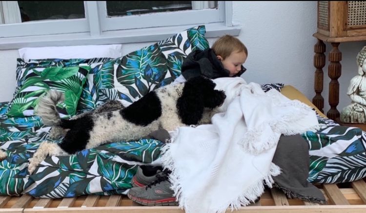 Muskkreek Companion Cavoodles