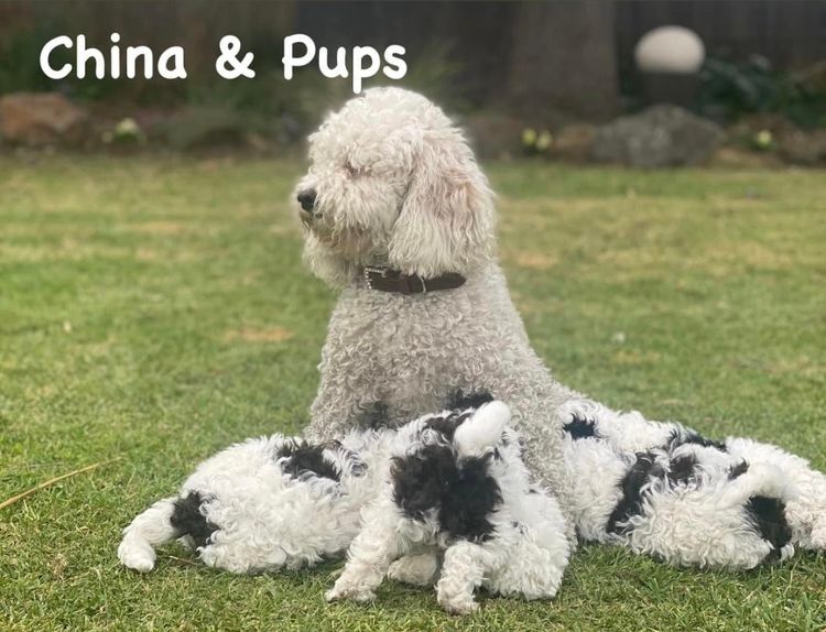 Muskkreek Companion Cavoodles