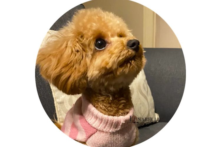 Lunabelle Tiny Toy Poodles