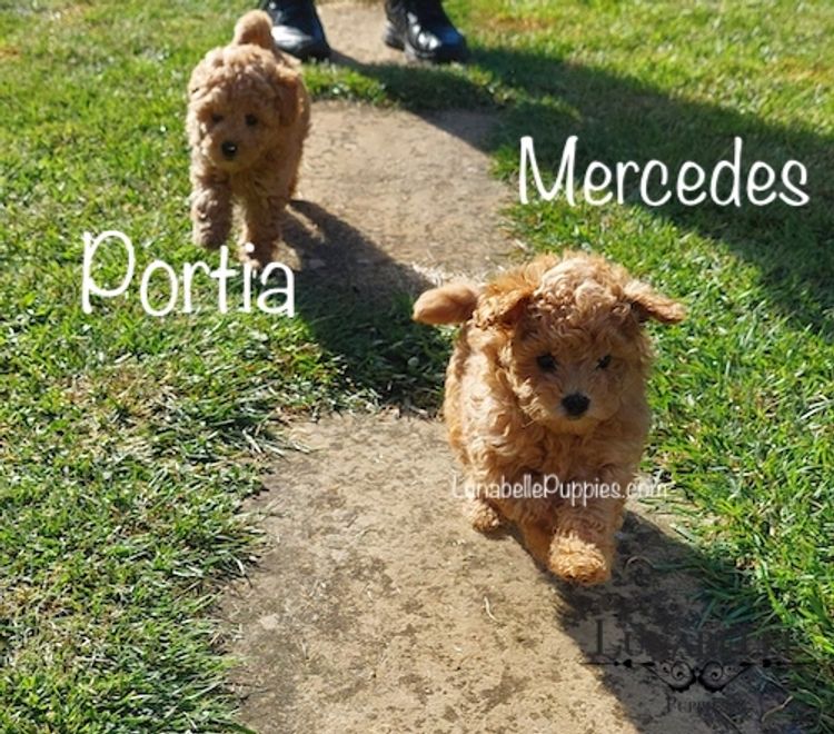 Lunabelle Tiny Toy Poodles