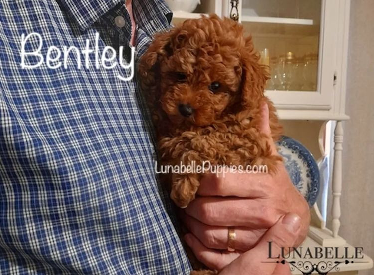 Lunabelle Tiny Toy Poodles