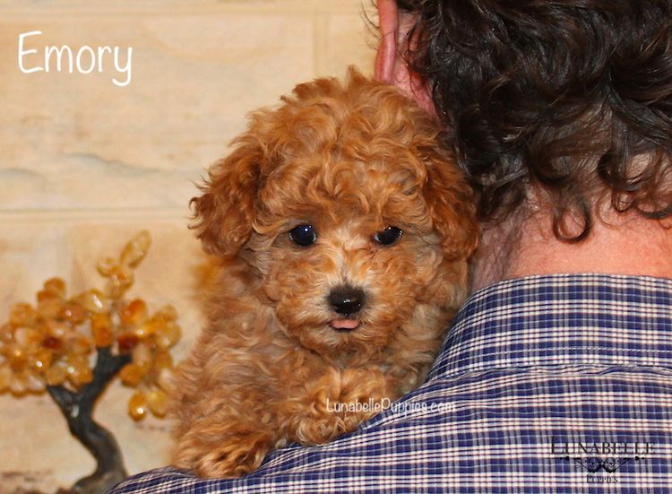 Lunabelle Tiny Toy Poodles