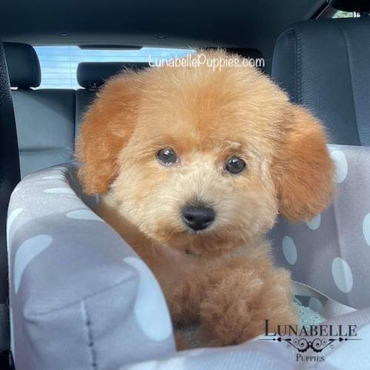 Lunabelle Tiny Toy Poodles