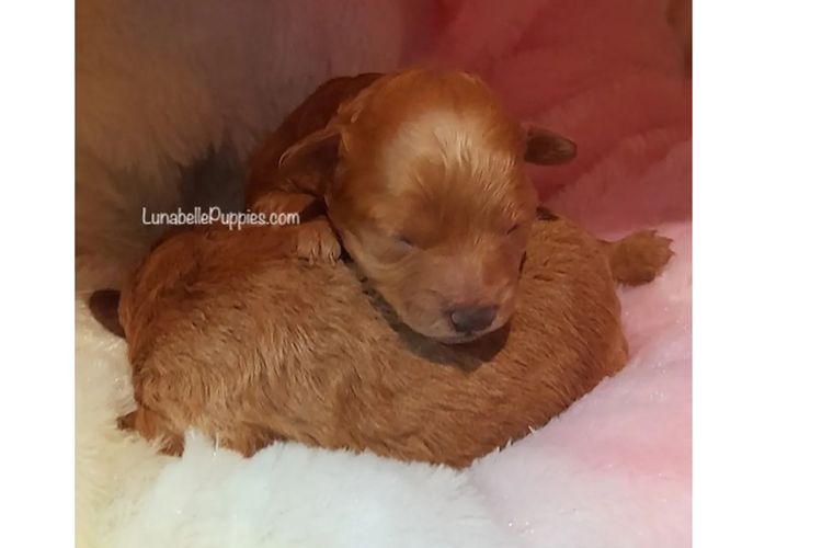 Lunabelle Tiny Toy Poodles