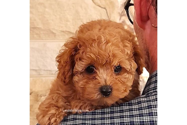 Lunabelle Tiny Toy Poodles