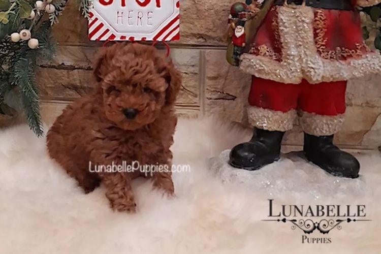 Lunabelle Tiny Toy Poodles