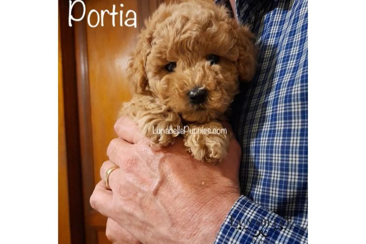 Lunabelle Tiny Toy Poodles