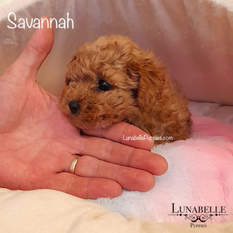 Lunabelle Tiny Toy Poodles