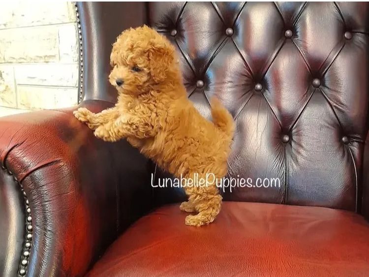 Lunabelle Tiny Toy Poodles