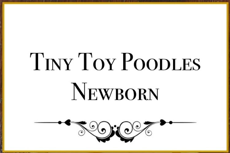 Lunabelle Tiny Toy Poodles