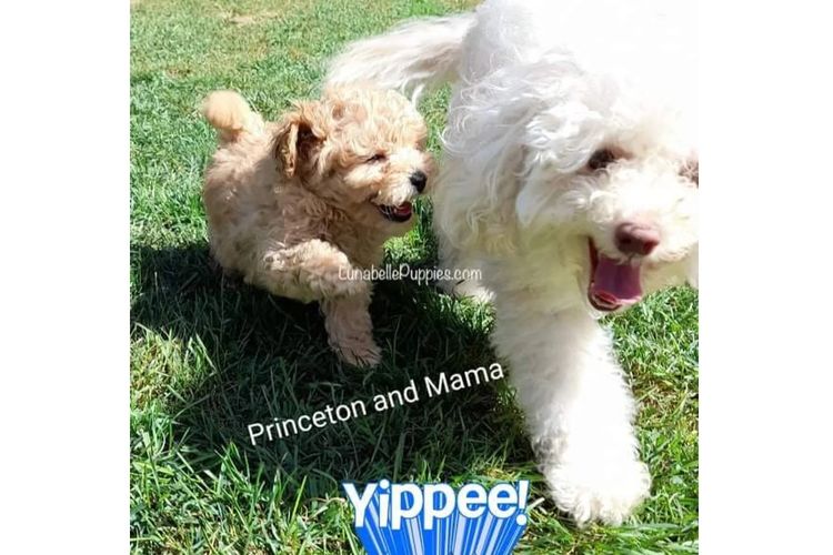 Lunabelle Tiny Toy Poodles