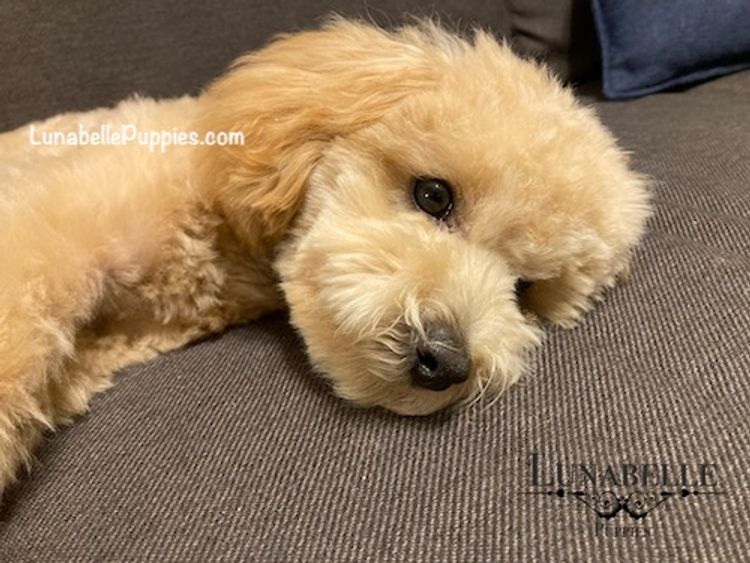 Lunabelle Tiny Toy Poodles