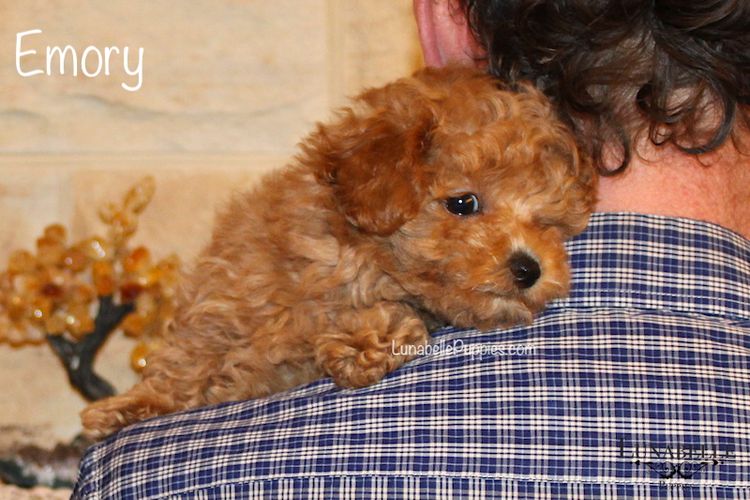 Lunabelle Tiny Toy Poodles