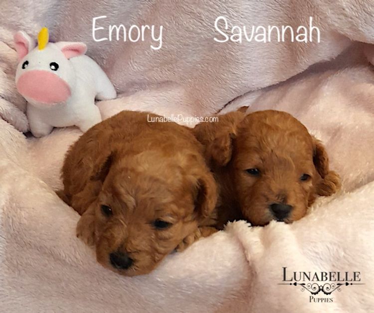 Lunabelle Tiny Toy Poodles