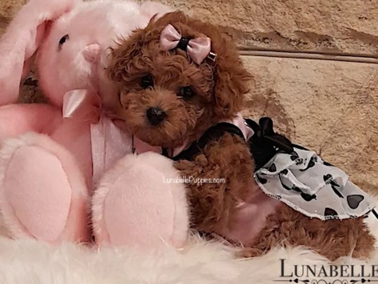 Lunabelle Tiny Toy Poodles