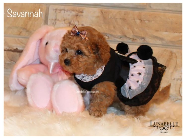 Lunabelle Tiny Toy Poodles