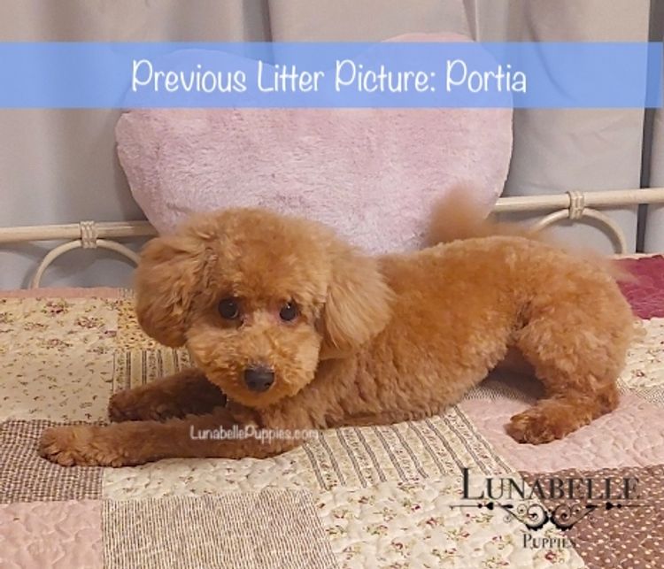 Lunabelle Tiny Toy Poodles