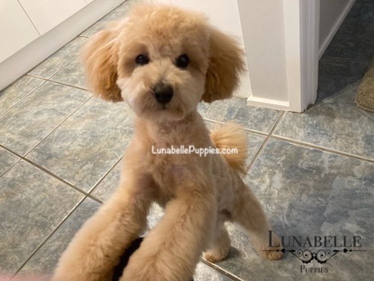 Lunabelle Tiny Toy Poodles