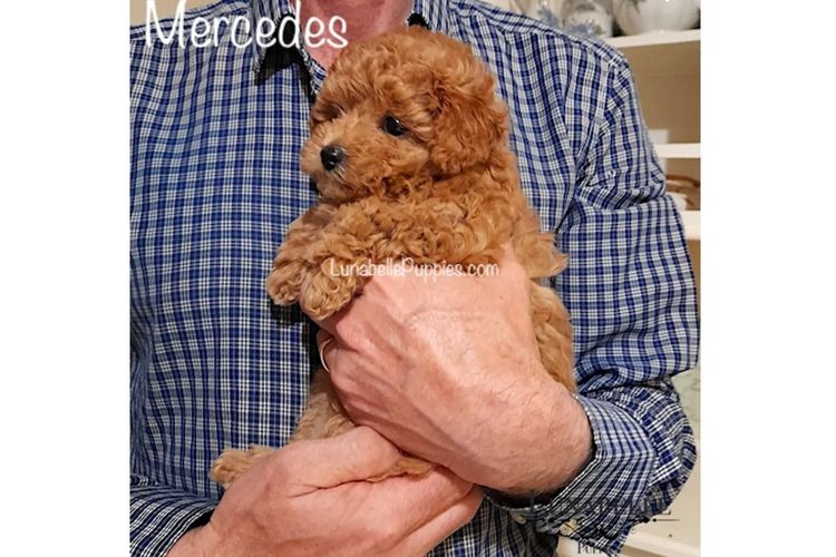 Lunabelle Tiny Toy Poodles