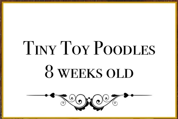 Lunabelle Tiny Toy Poodles