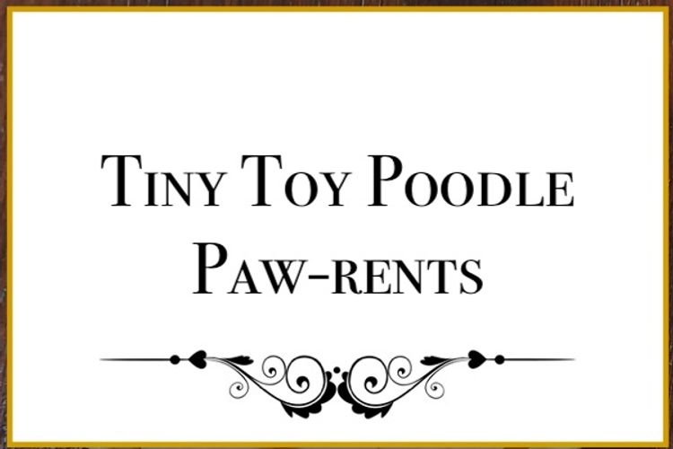 Lunabelle Tiny Toy Poodles