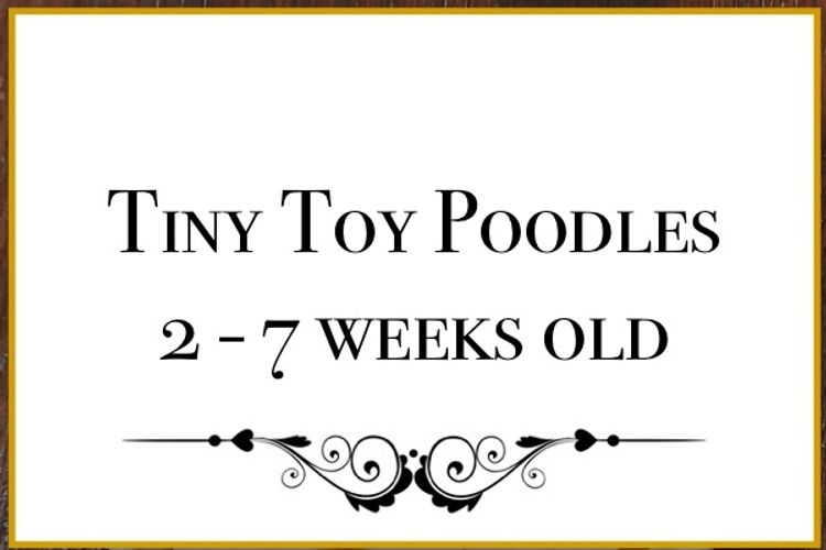 Lunabelle Tiny Toy Poodles