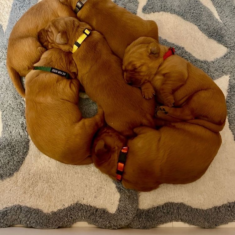 Intheblind - Golden Retrievers