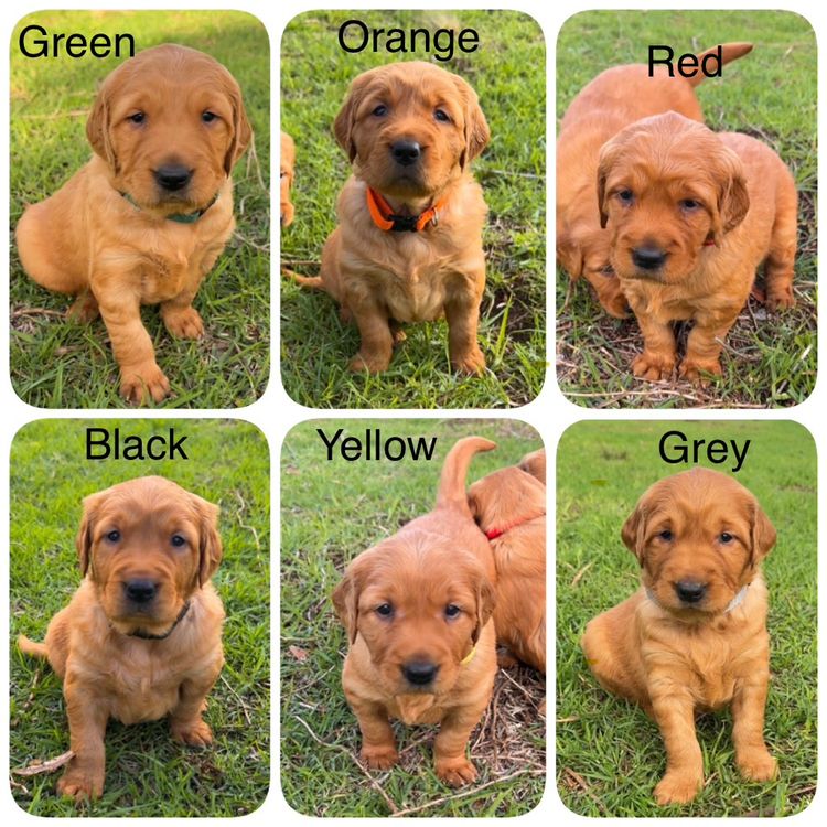 Intheblind - Golden Retrievers