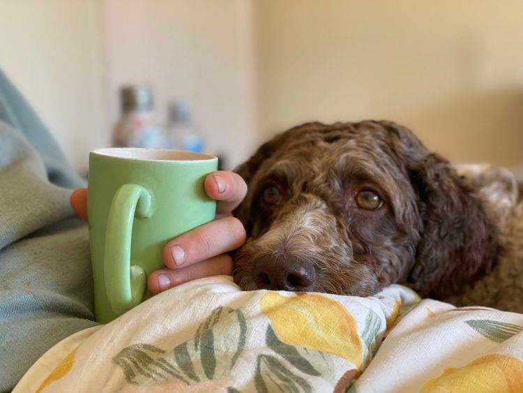 Ludivine Lagotto Romagnolos