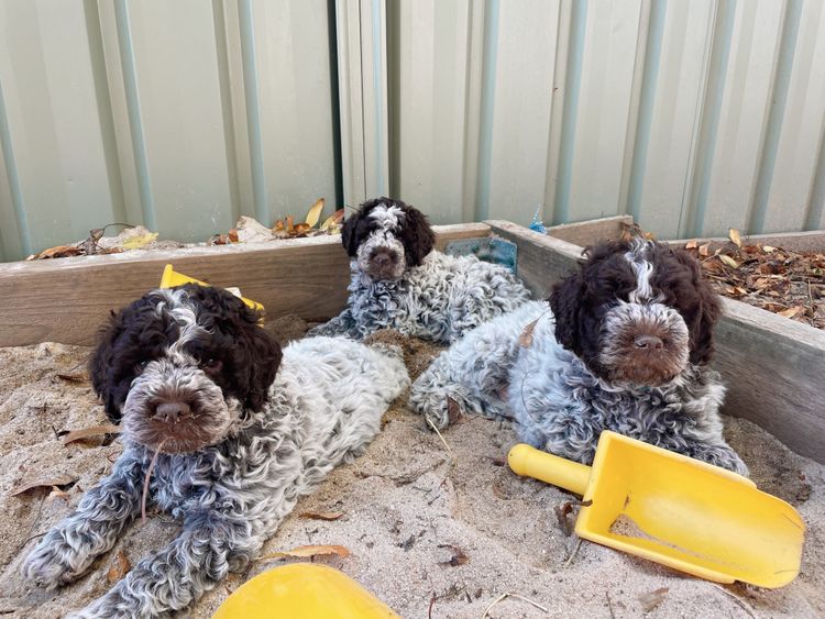 Ludivine Lagotto Romagnolos