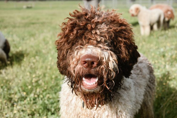 Ludivine Lagotto Romagnolos