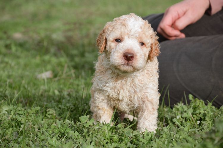 Ludivine Lagotto Romagnolos