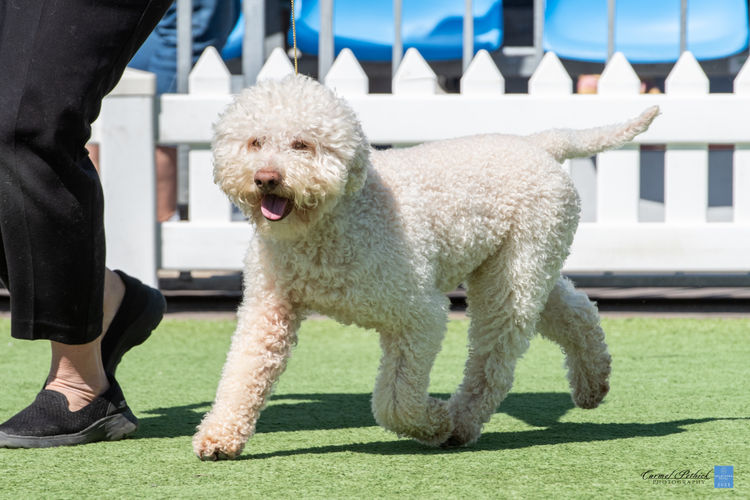 Ludivine Lagotto Romagnolos